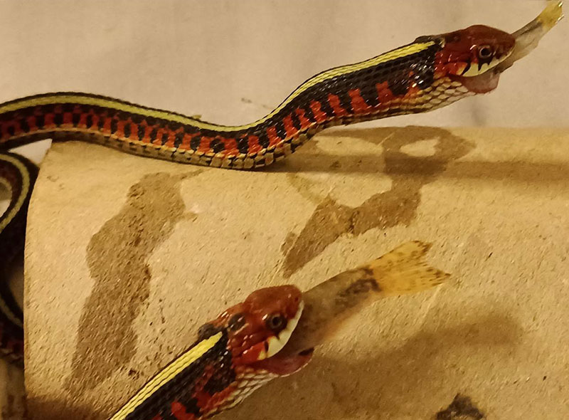 thamnophis sirtalis baby eat live fish