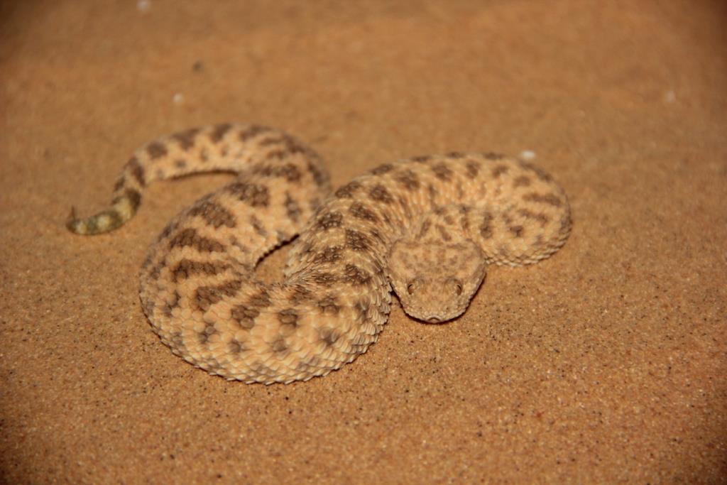 Avicenna's sand viper