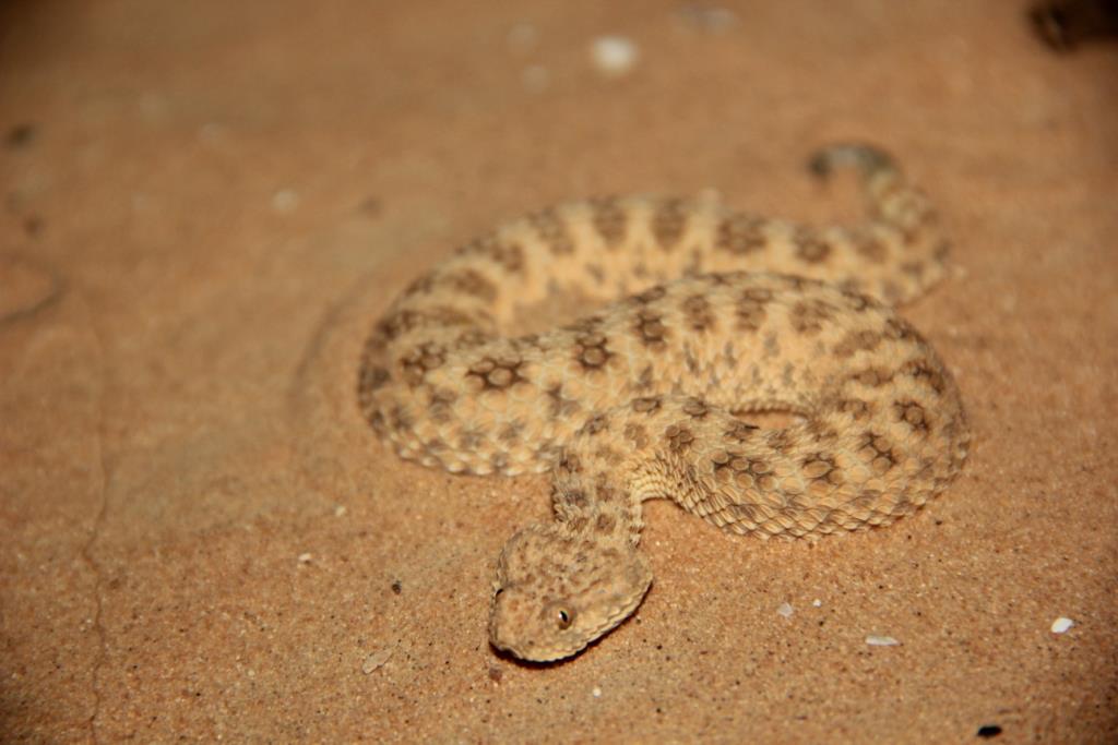 lesser cerastes
