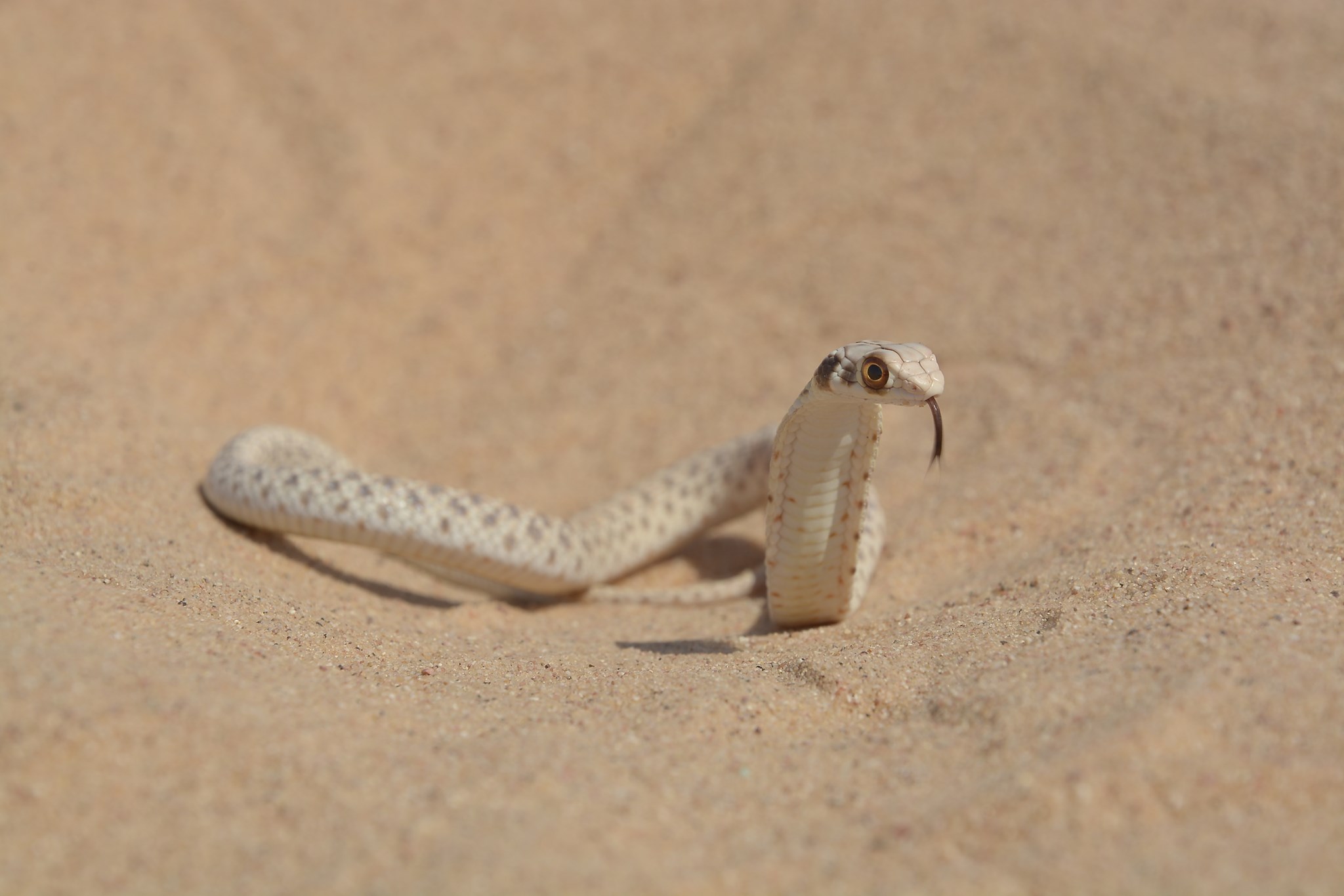 תלום קשקשים מדברי