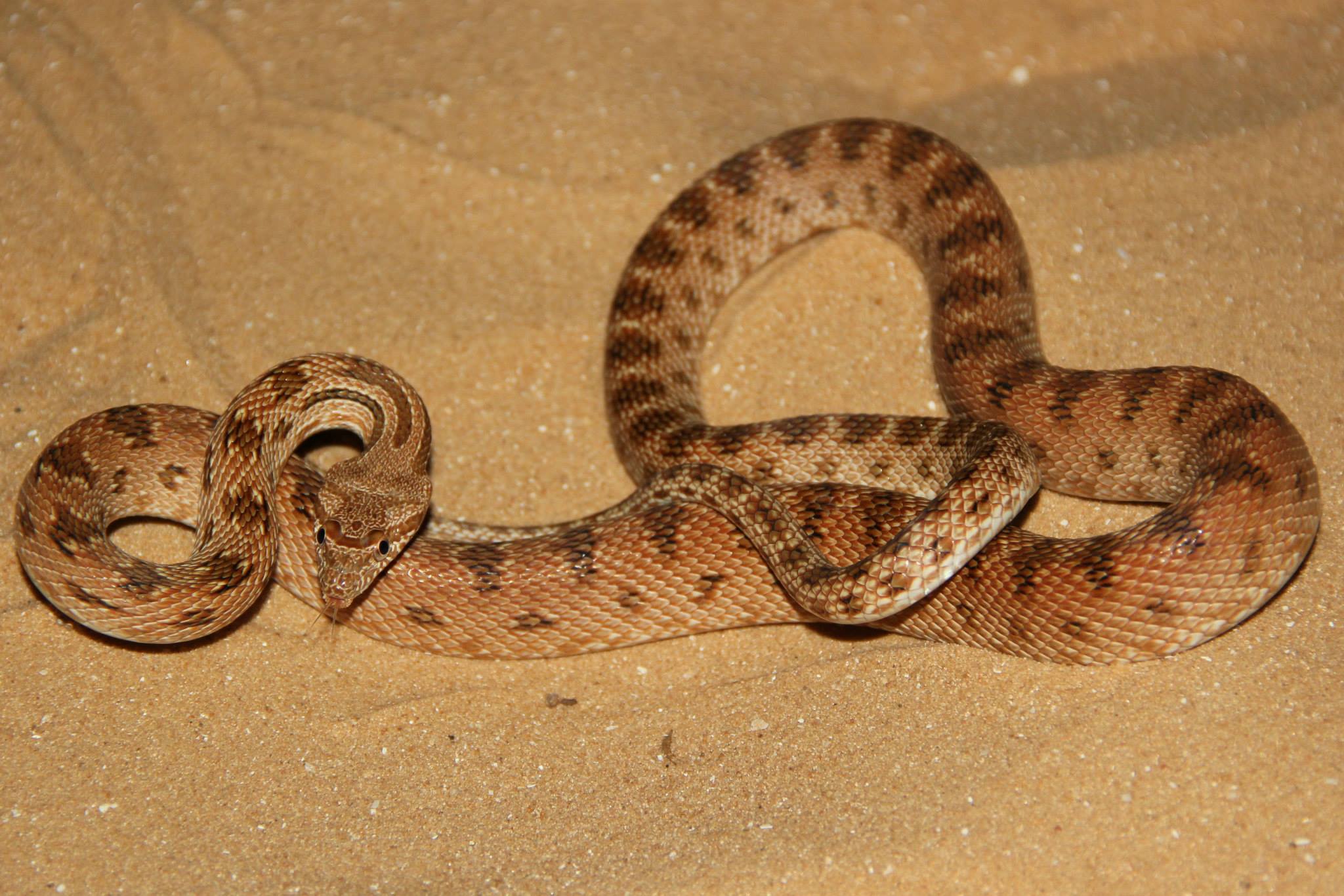Spalerosophis diadema