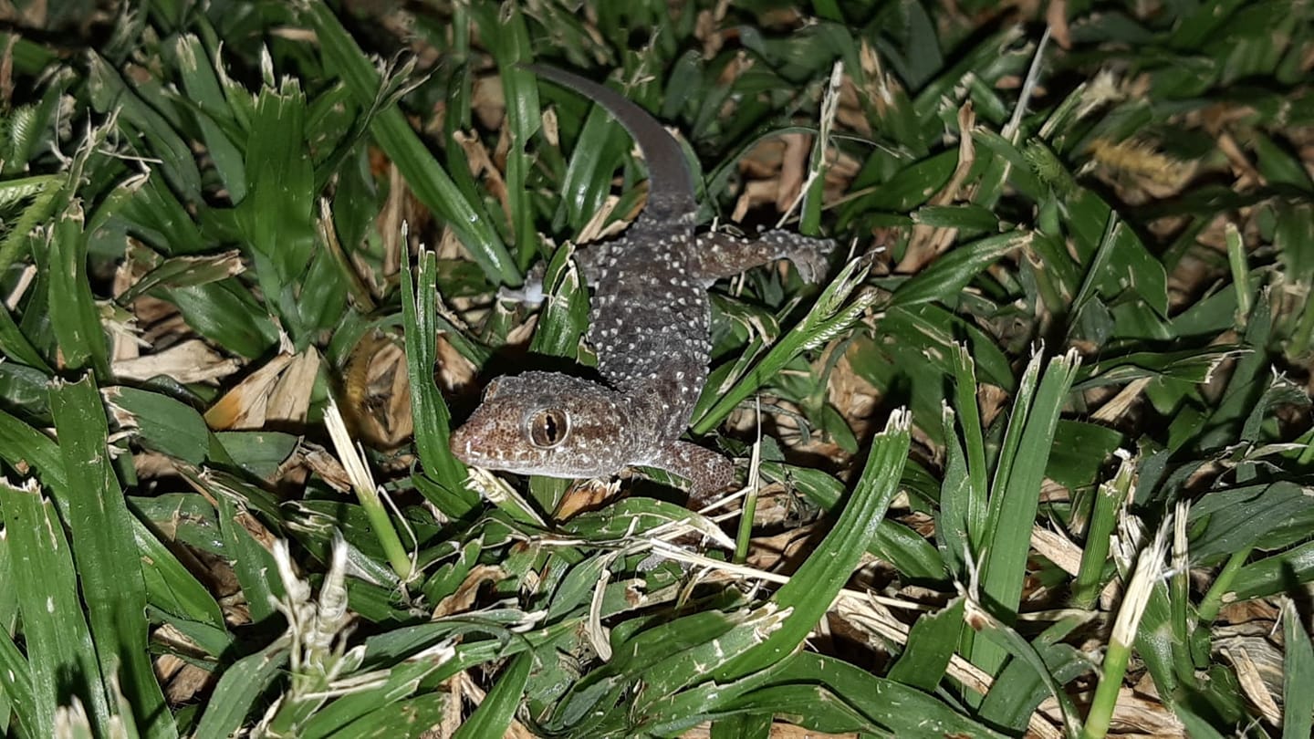 שממית בתים