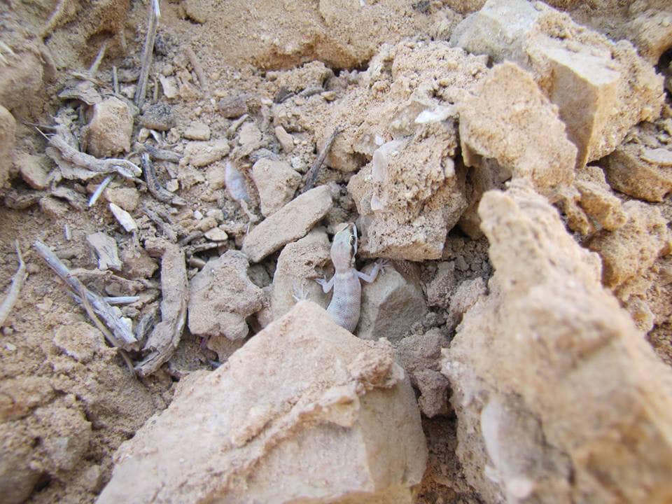 שממית זוטית