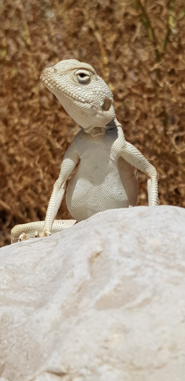 חרדון סיני