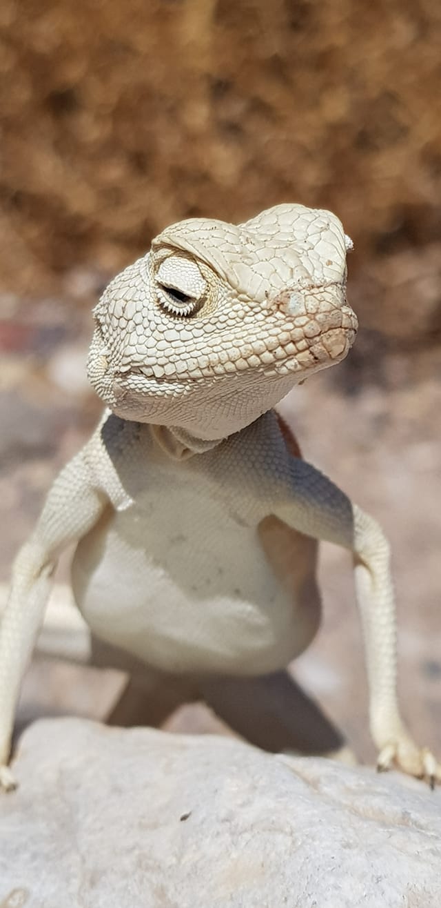 חרדון סיני