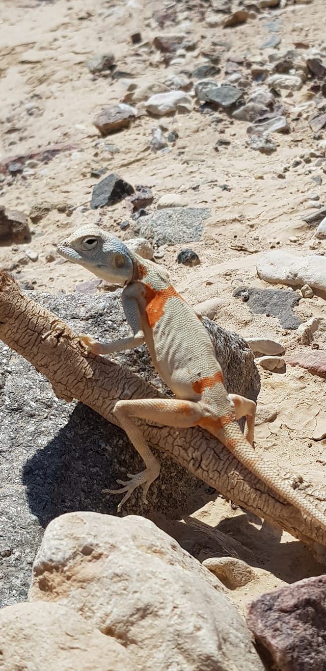 חרדון סיני