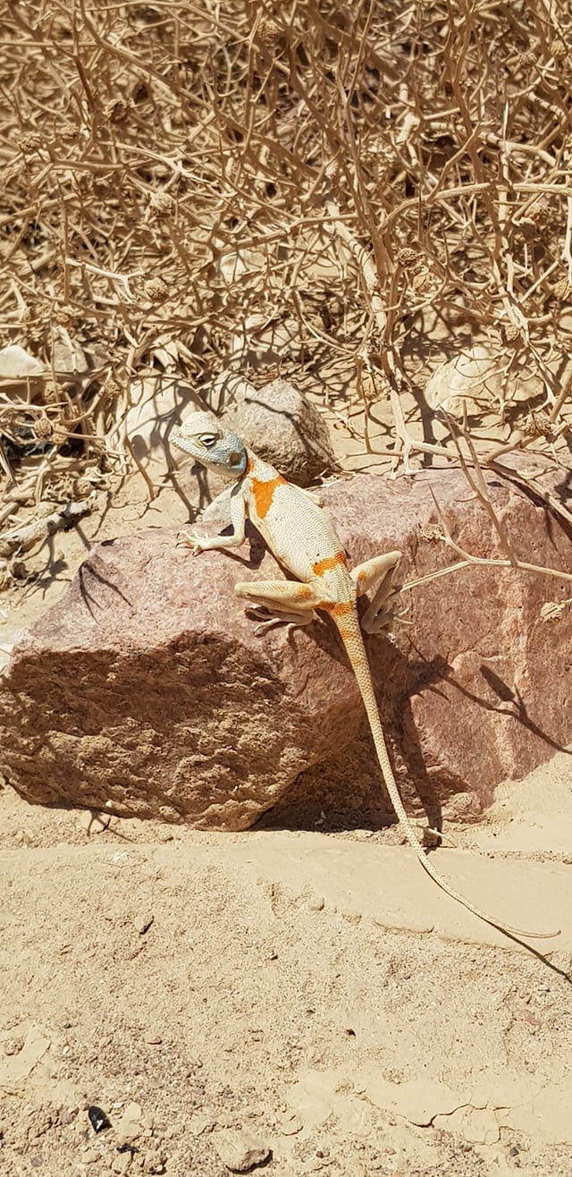 חרדון סיני
