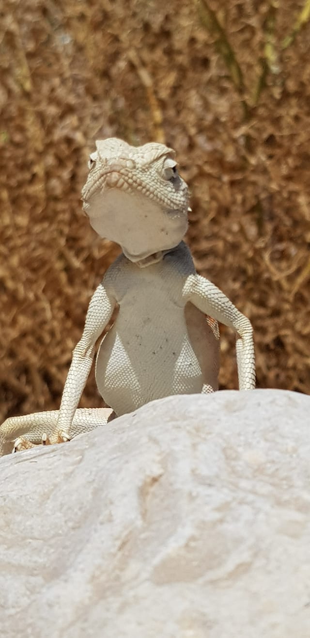 חרדון סיני