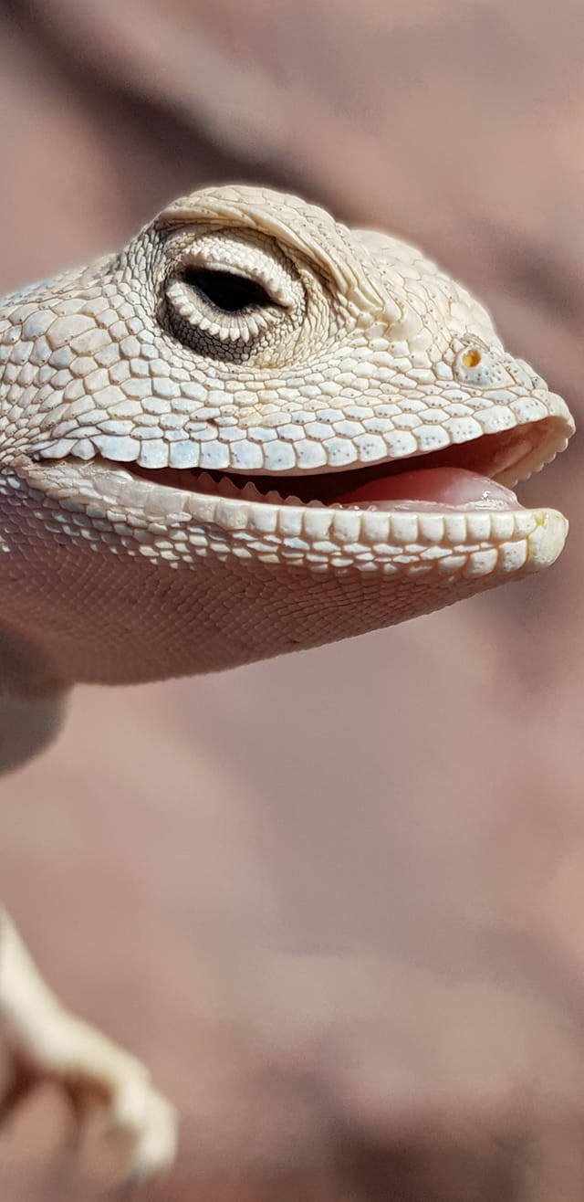 חרדון סיני