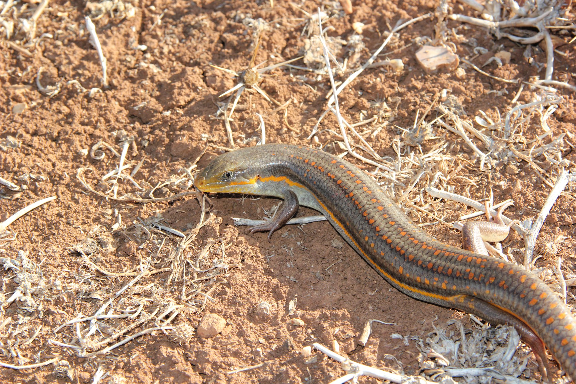 חומט מנומר זכר