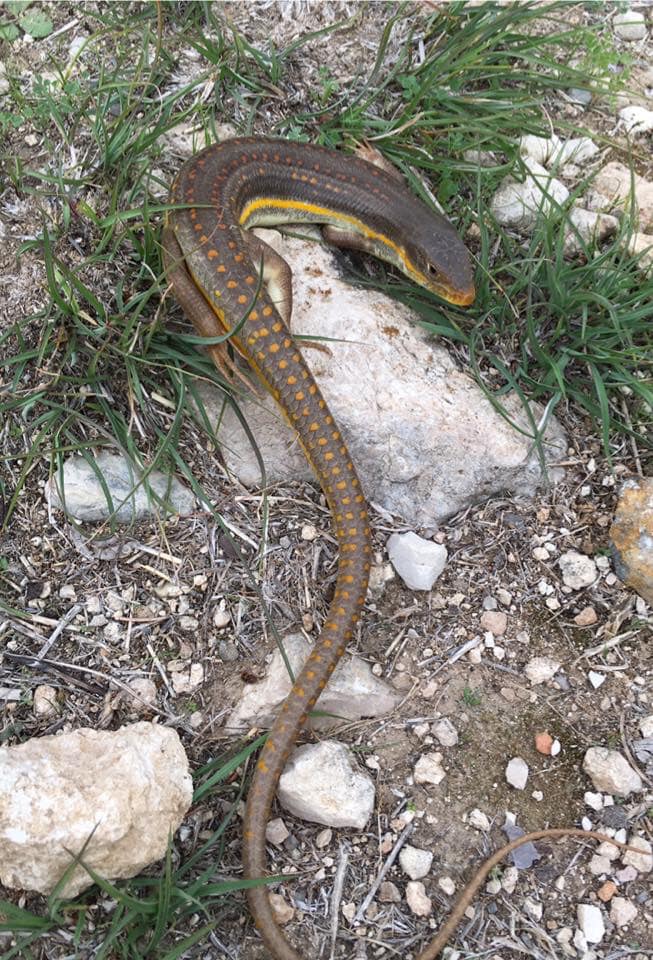 חומט מנומר