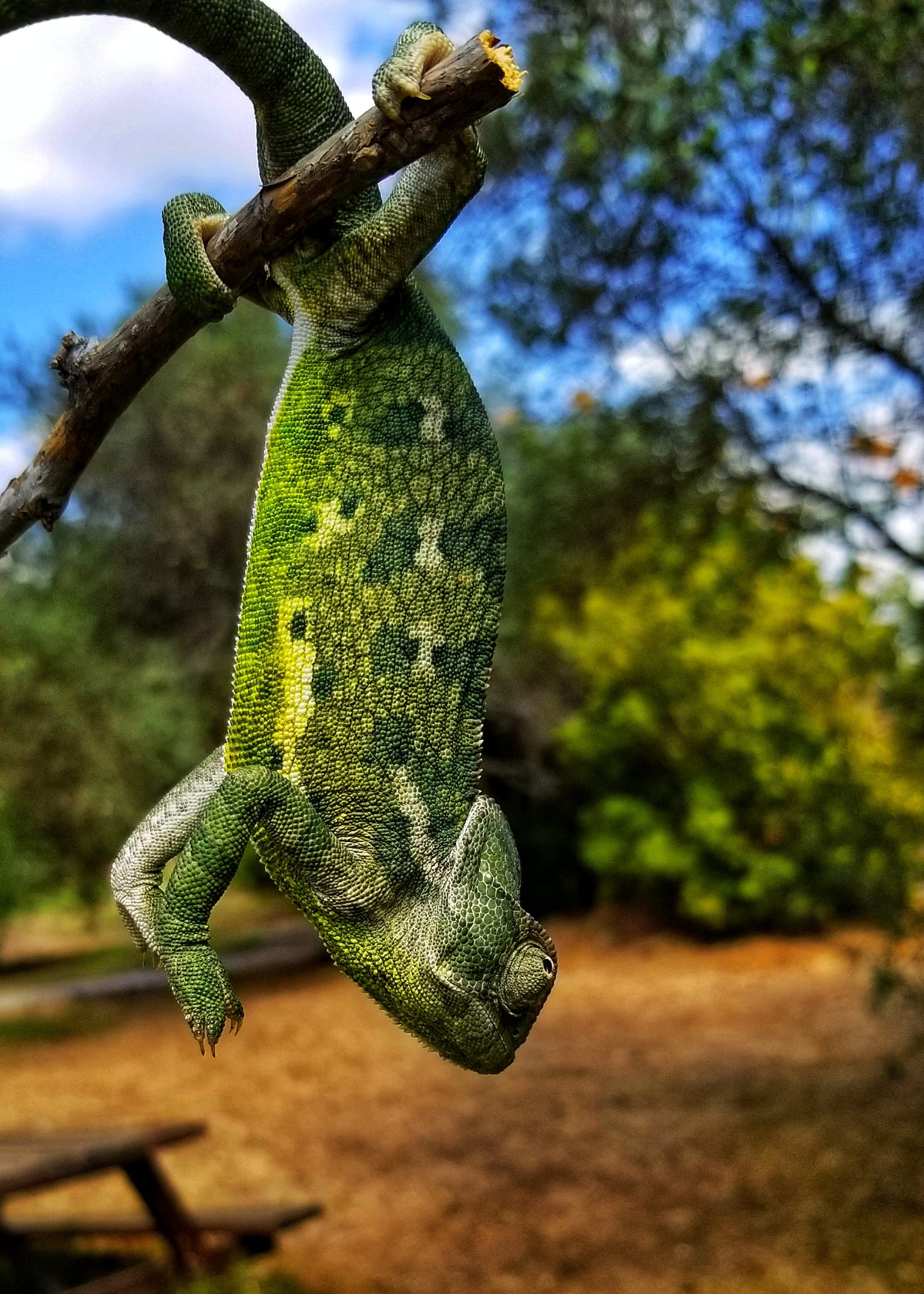זיקית מובהקת