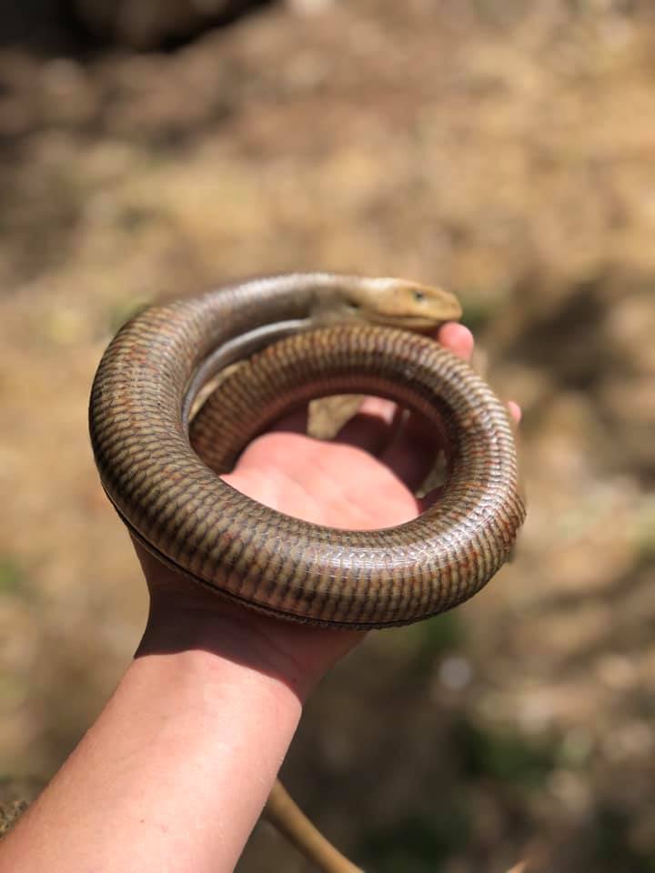 קמטן החורש