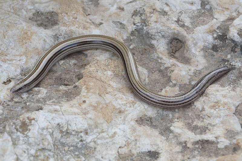 צילום: Eltar Hadad חומט נקוד