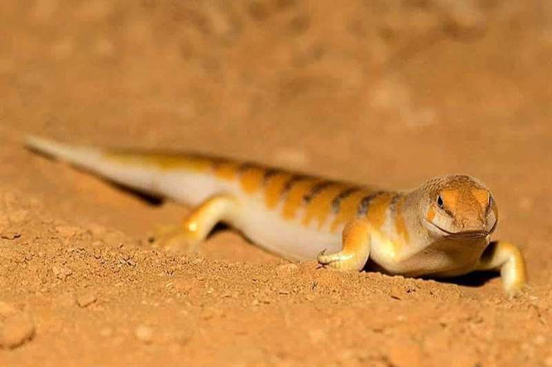 צילום: משה לוי חומט רפואי