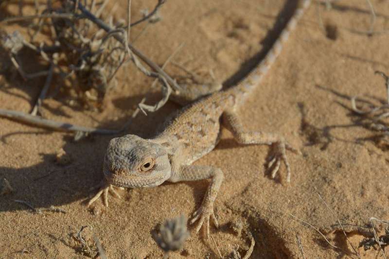 צילום: Eltar Hadad חרדון חולות
