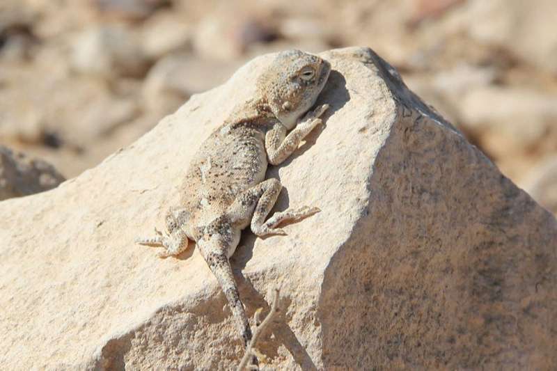 צילום: Daniel Vaknin חרדון מדבר