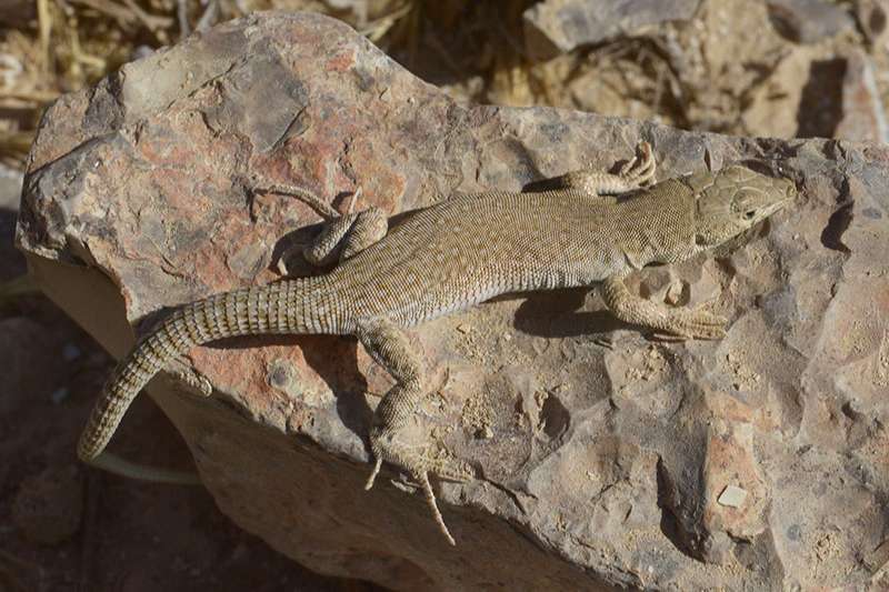 צילום: Eltar Hadad מדברית עינונית