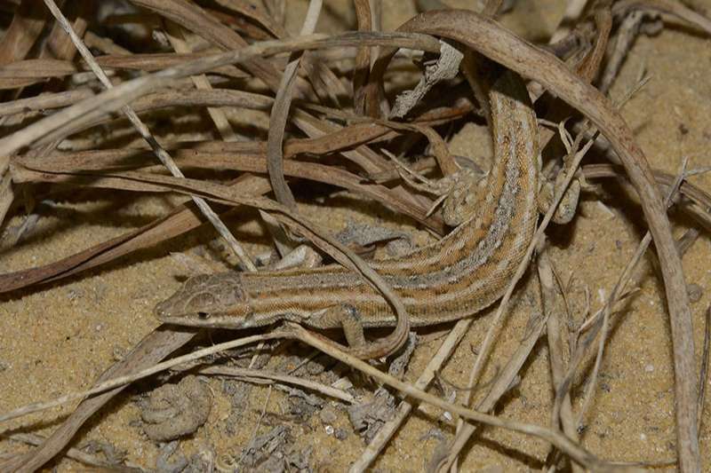 צילום: Eltar Hadad מדברית פסים