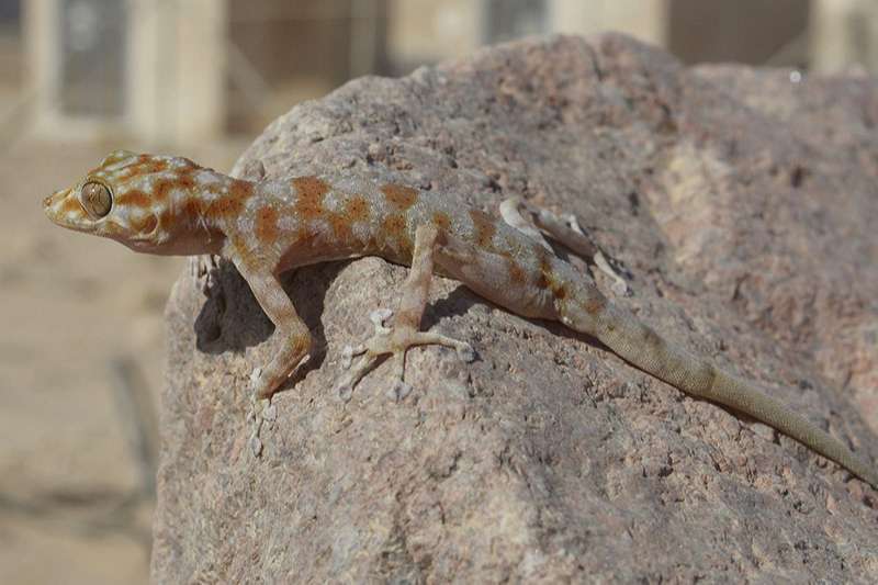 צילום: Eltar Hadad מניפנית אילתית