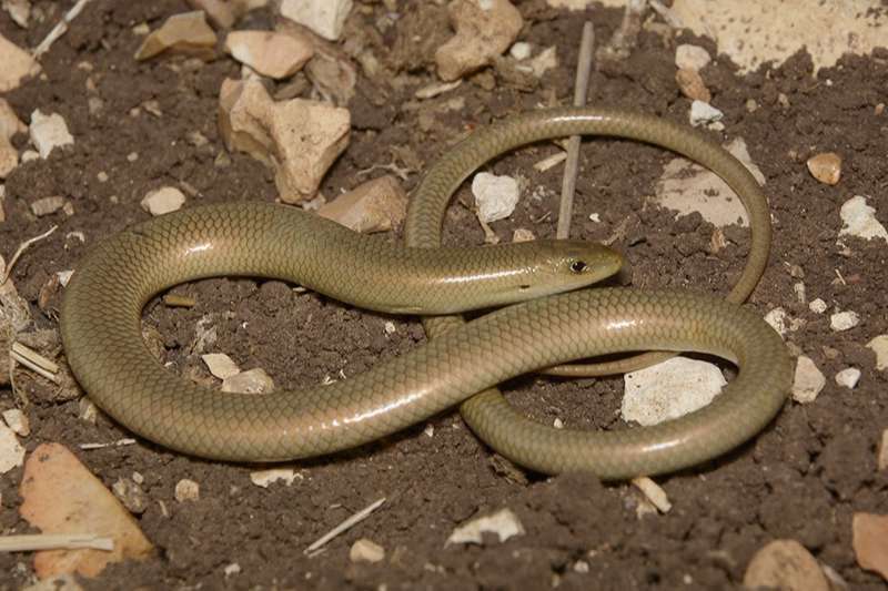 צילום: Eltar Hadad נחושית נחשונית