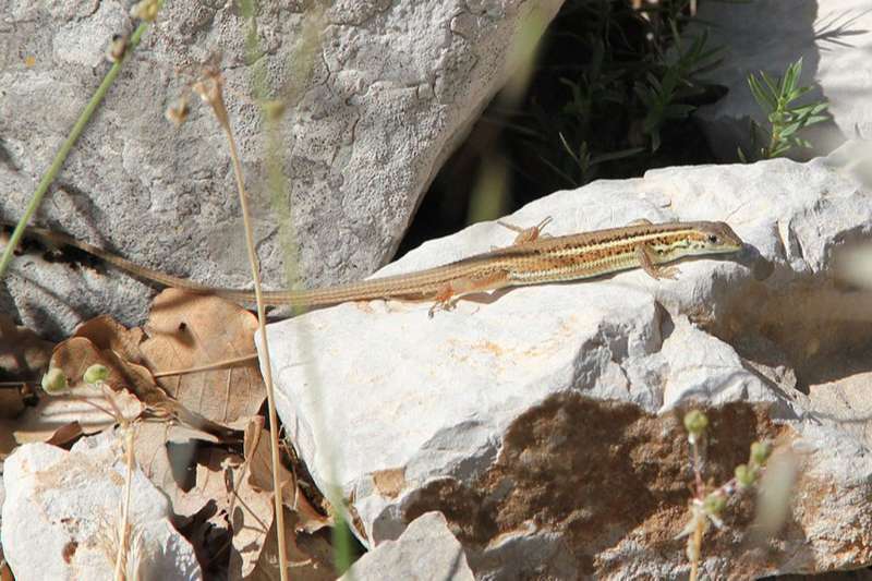 צילום: Eltar Hadad לטאת עינחש עדינה
