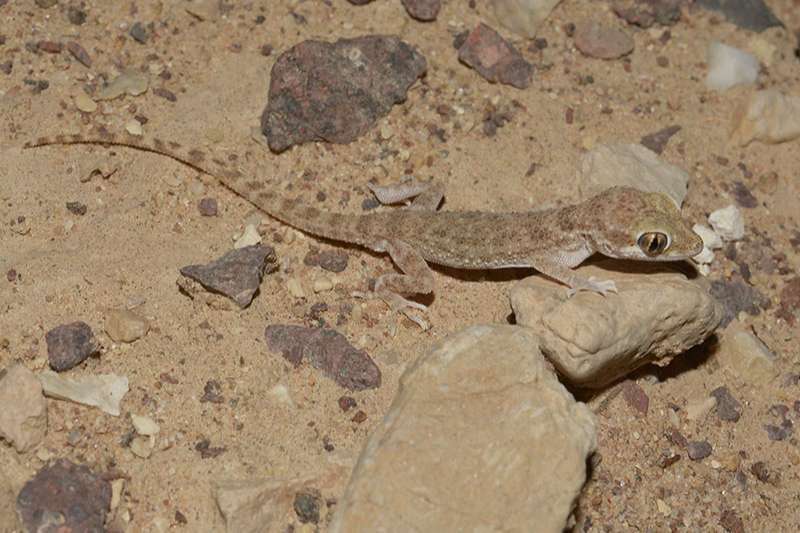 צילום: Eltar Hadad שממית ערבה