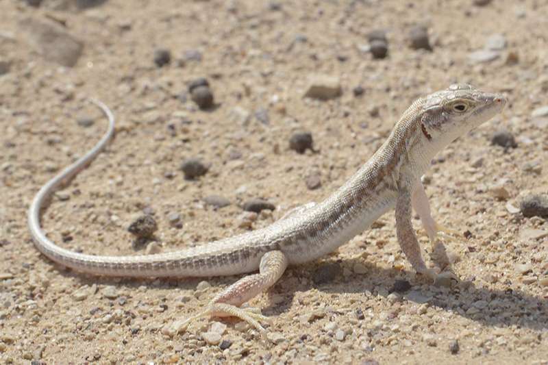 צילום: Eltar Hadad שנונית ארנולד
