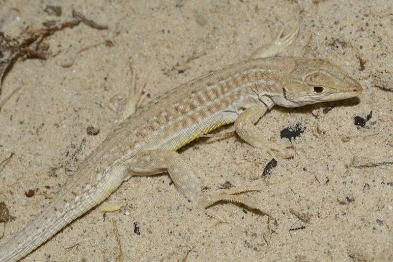 צילום: Eltar Hadad שנונית השפלה