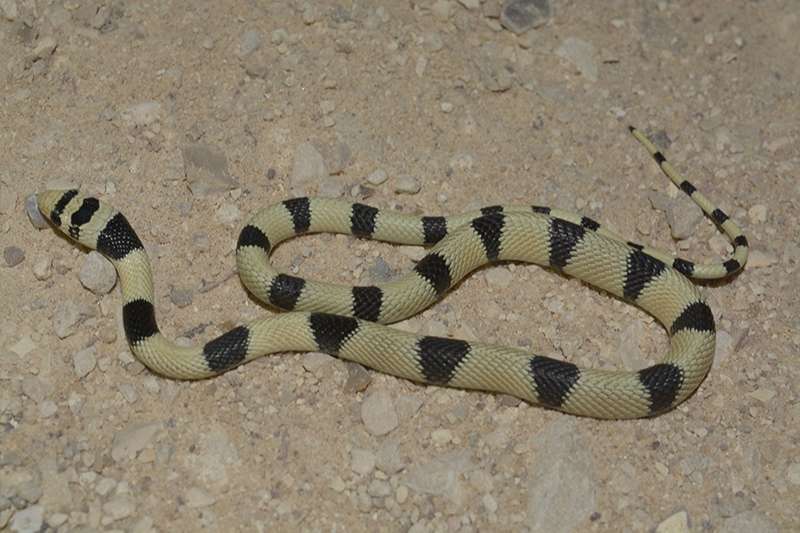 זעמן יפהפה, צילום: Eltar Hadad נחש זעמן יפהפה