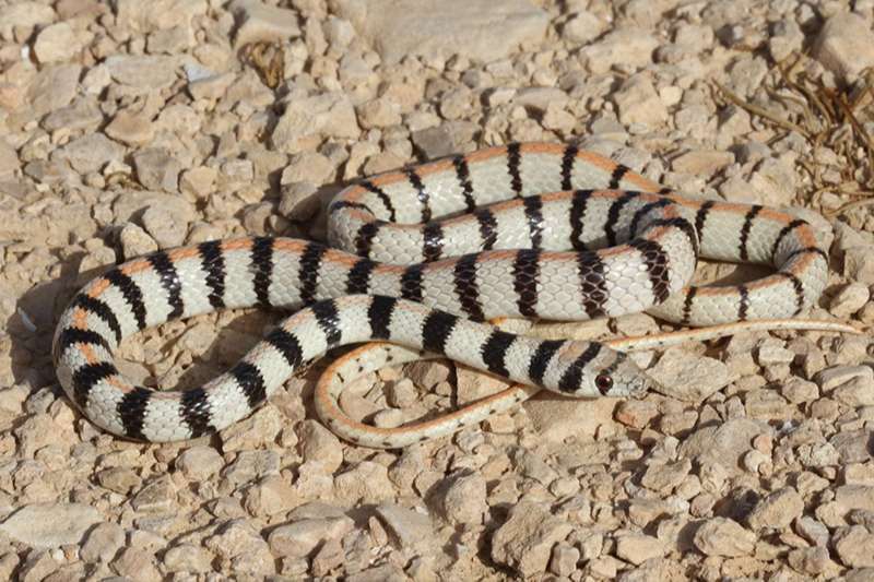 זעמן סיני, צילום: Aviad Bar זעמן סיני