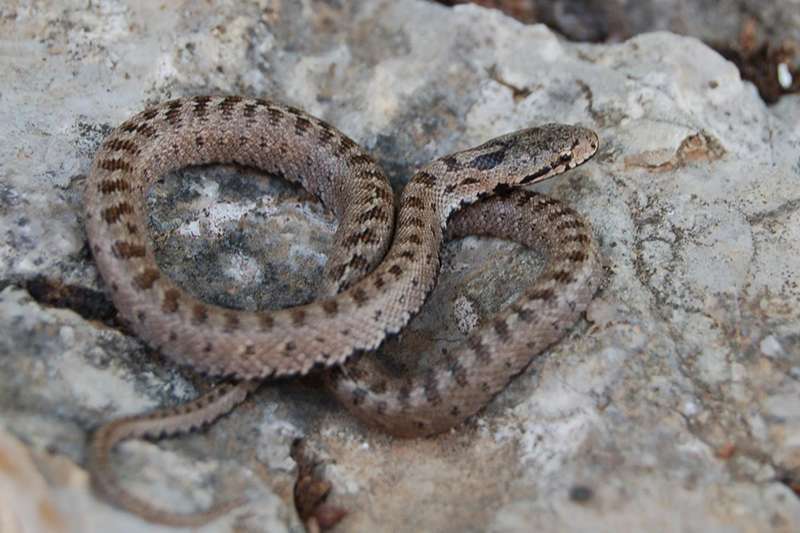 כרכן חלק, צילום: Aviad Bar כרכן חלק