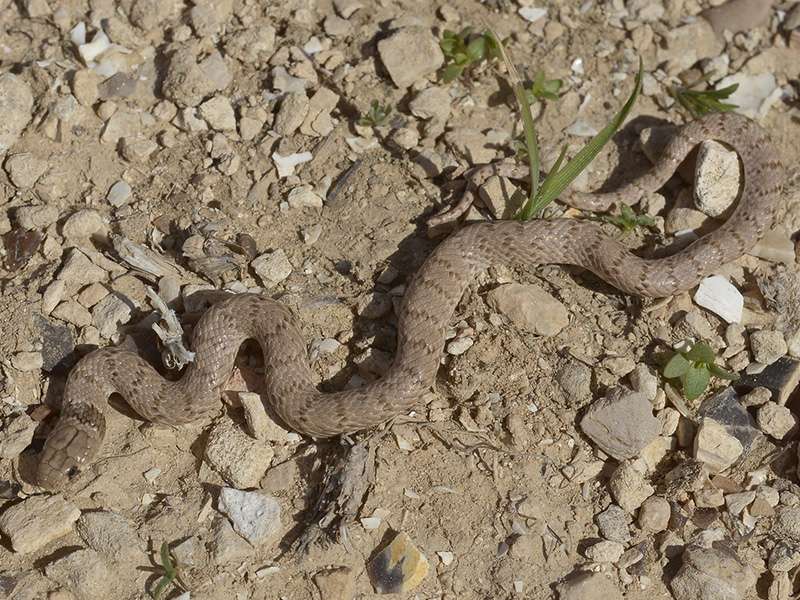 שלוון אזורים, צילום: Eltar Hadad נחש שלוון אזורים