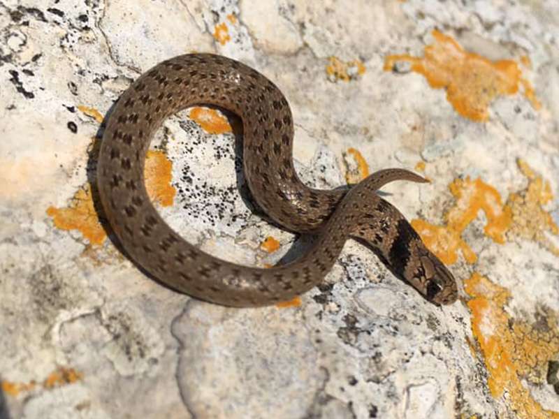 שלוון כתמים, צילום: Nir Avraham נחש שלוון כתמים
