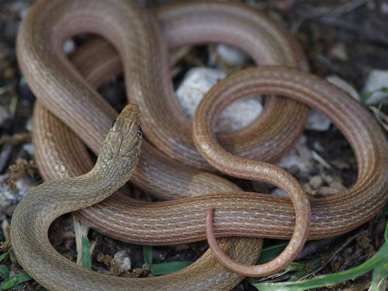 שלוון קווים, צילום: Avi Zobel נחש שלוון קווים