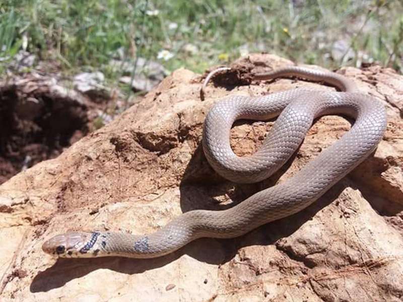 שלוון קולר, צילום: Itai Mairesse נחש שלוון קולר
