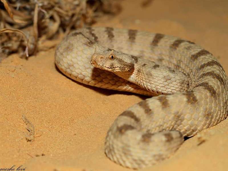 שפיפון,לפעמים מכונה גם שפיפון הנגב, צילום: משה לוי נחש שפיפון הנגב