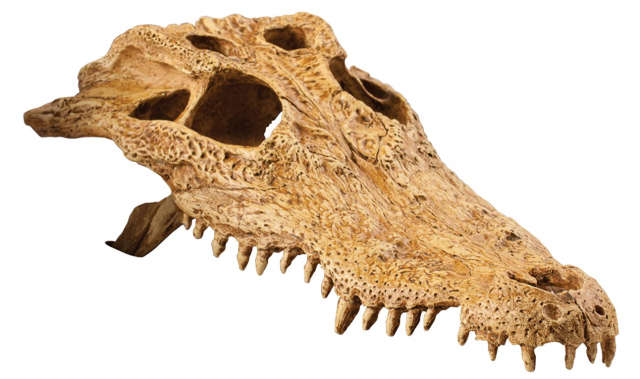 Exo Terra Terrarium Decor Croc Skull LQ