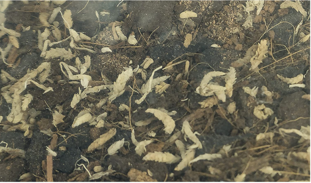 bio active soil