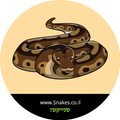 פיתון מתכדר