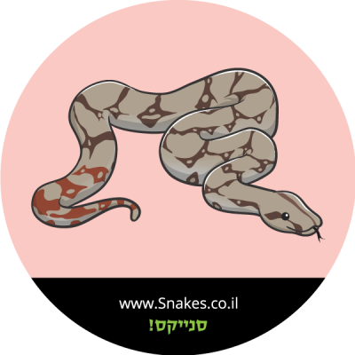 בואה