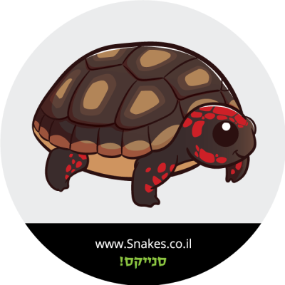 צב רדפוט